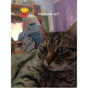 Максимальян — стикер для MAX