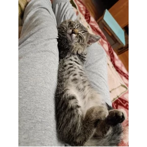 Максимальян — стикер для MAX