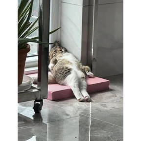 мой — стикер для MAX