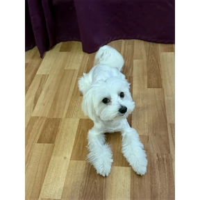 Буся — стикер для MAX