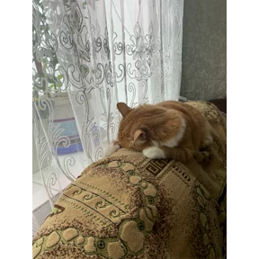 с Писюней — стикер для MAX