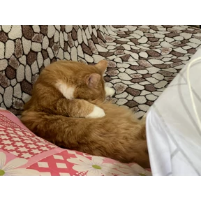 с Писюней — стикер для MAX