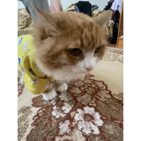с Писюней — стикер для MAX
