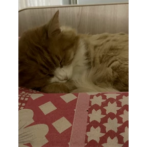 с Писюней — стикер для MAX