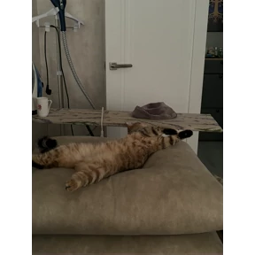 Мои — стикер для MAX