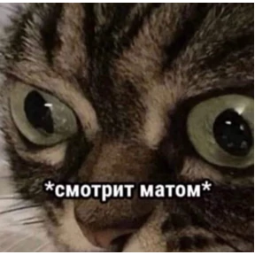 1 набор — стикер для MAX