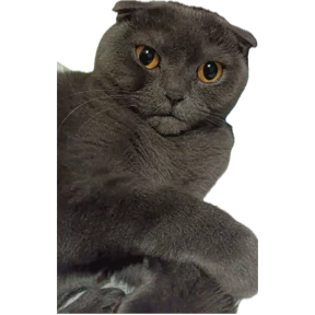 Коты — стикер для MAX