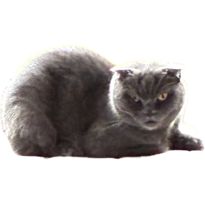 Коты — стикер для MAX