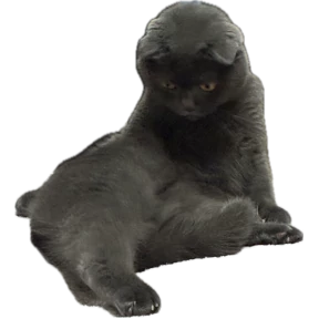 Коты — стикер для MAX