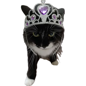 Коты — стикер для MAX