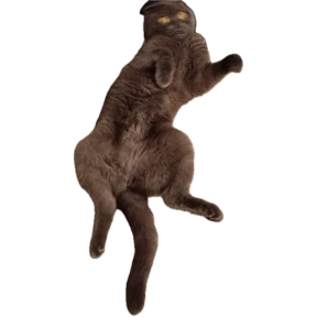 Коты — стикер для MAX