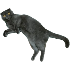 Коты — стикер для MAX