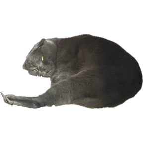 Коты — стикер для MAX