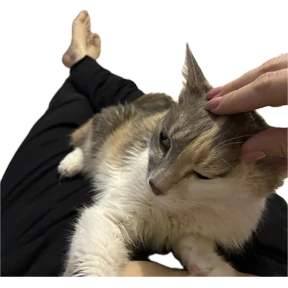 Коты — стикер для MAX