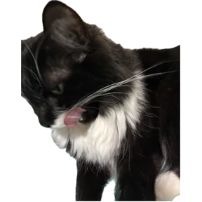 Коты — стикер для MAX