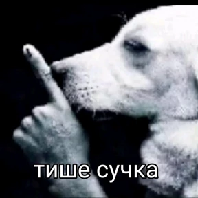 Свага — стикер для MAX