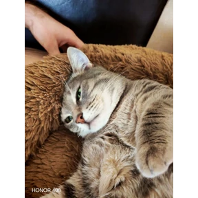 Шишики — стикер для MAX
