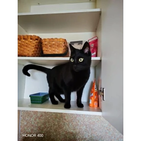 Шишики — стикер для MAX