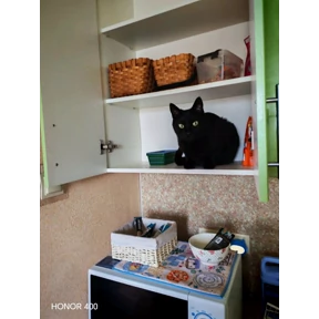 Шишики — стикер для MAX