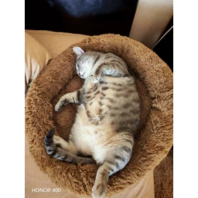 Шишики — стикер для MAX