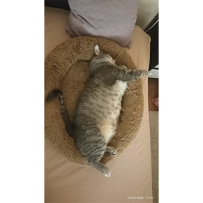 Шишики — стикер для MAX