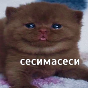 резедулькины переговоры — стикер для MAX