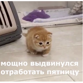 резедулькины переговоры — стикер для MAX