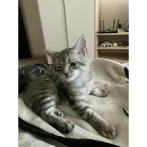 Барс — стикер для MAX