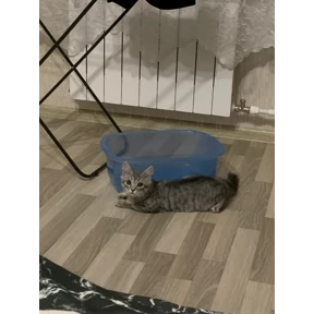Барс — стикер для MAX