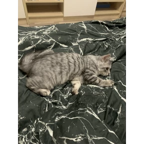 Барс — стикер для MAX
