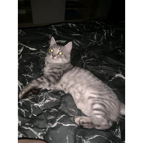 Барс — стикер для MAX