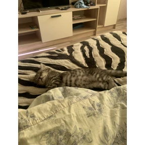 Барс — стикер для MAX