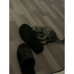 Барс — стикер для MAX