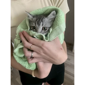 Барс — стикер для MAX