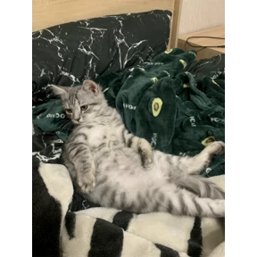 Барс — стикер для MAX