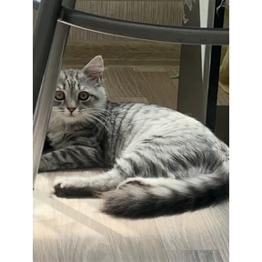 Барс — стикер для MAX