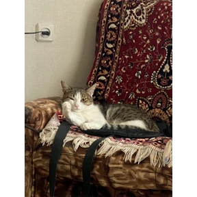 Бджола — стикер для MAX