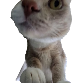 Рыжий — стикер для MAX