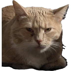 Рыжий — стикер для MAX