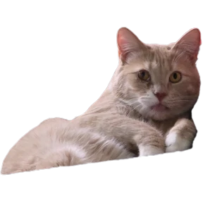 Рыжий — стикер для MAX