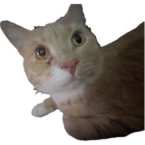 Рыжий — стикер для MAX