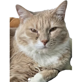 Рыжий — стикер для MAX