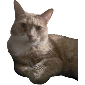 Рыжий — стикер для MAX
