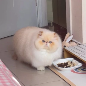Котопузы — стикер для MAX