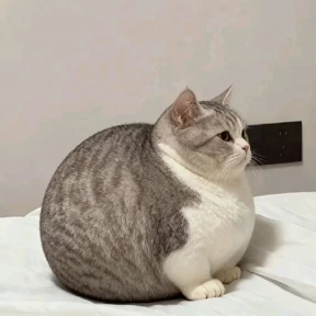 Котопузы — стикер для MAX