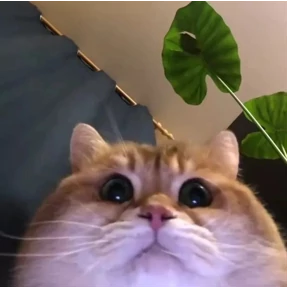 Котопузы — стикер для MAX