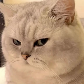 Котопузы — стикер для MAX