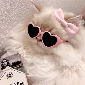 Котопузы — стикер для MAX