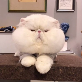Котопузы — стикер для MAX