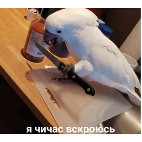 Шабаш — стикер для MAX